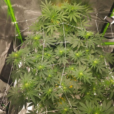 Pineapple Express growlog timeline photo