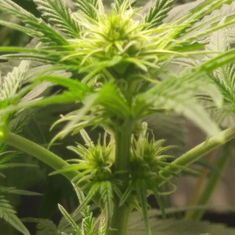Pineapple Express growlog timeline photo