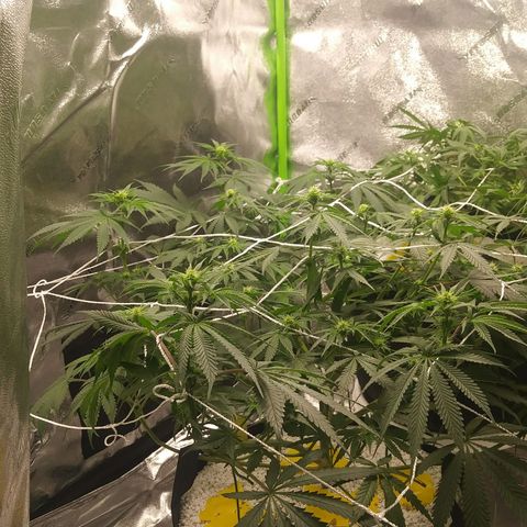 Pineapple Express growlog timeline photo
