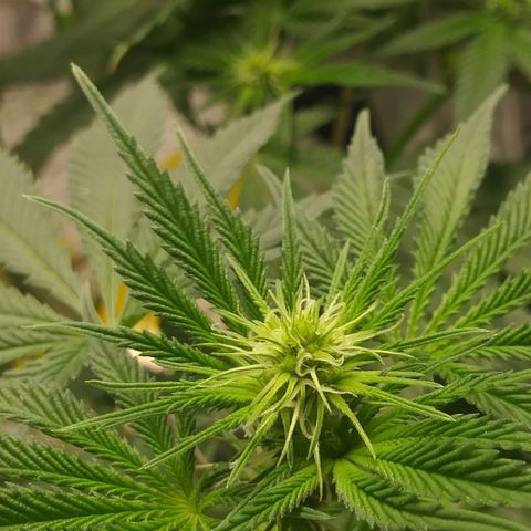 Pineapple Express growlog timeline photo