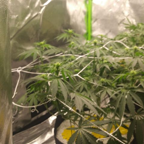 Pineapple Express growlog timeline photo