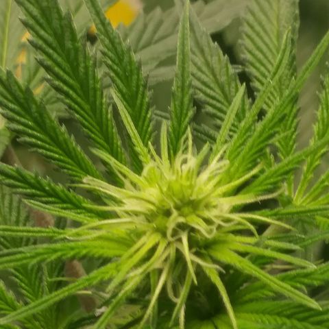 Pineapple Express growlog timeline photo