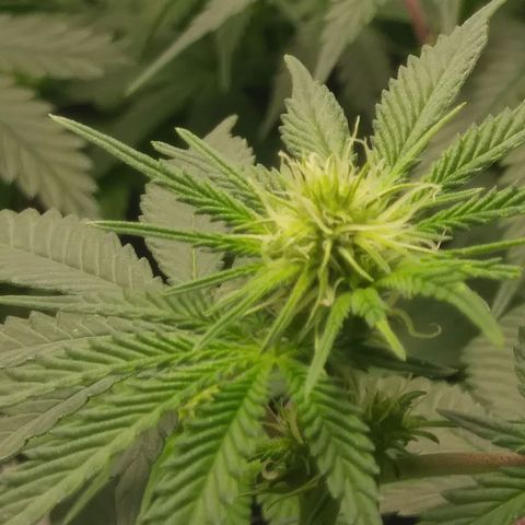 Pineapple Express growlog timeline photo