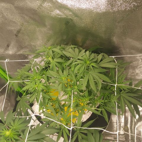 Green Cush growlog timeline photo