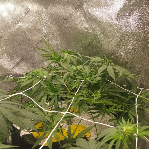 Green Cush growlog timeline photo