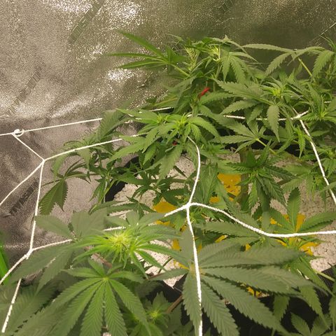 Green Cush growlog timeline photo