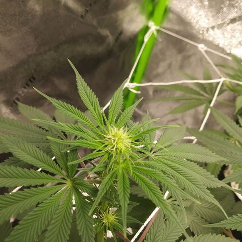 Pineapple Express growlog timeline photo