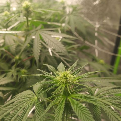 Pineapple Express growlog timeline photo