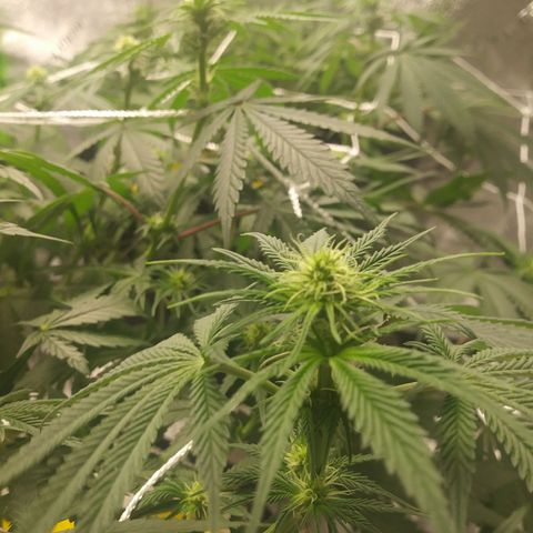 Pineapple Express growlog timeline photo