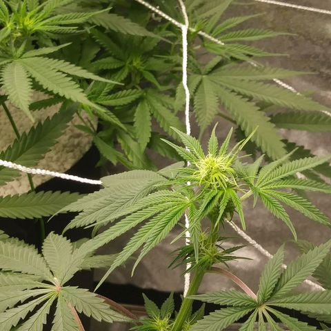 Pineapple Express growlog timeline photo