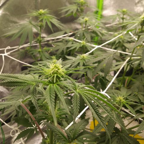Pineapple Express growlog timeline photo