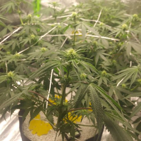 Pineapple Express growlog timeline photo