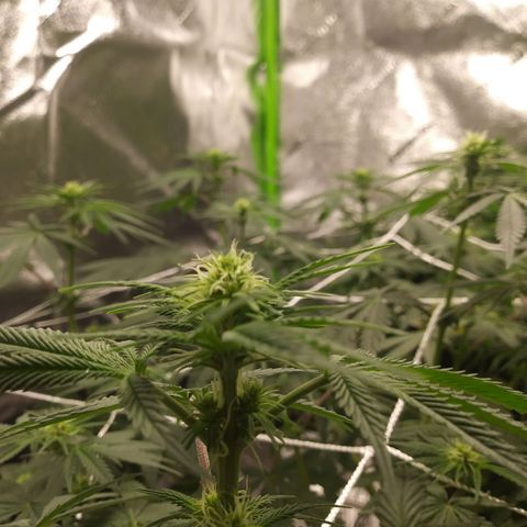 Pineapple Express growlog timeline photo