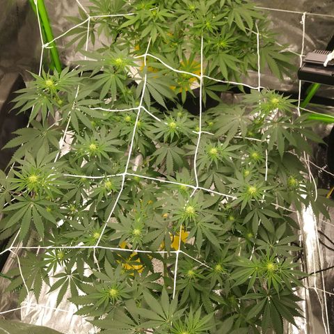 Pineapple Express growlog timeline photo