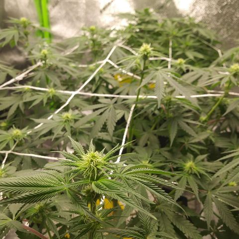 Pineapple Express growlog timeline photo