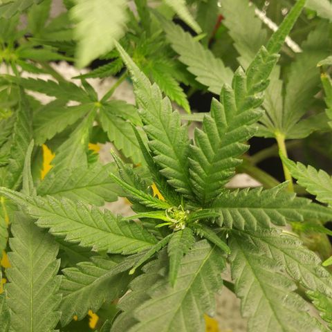Green Cush growlog timeline photo