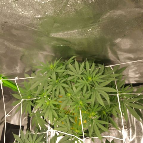 Green Cush growlog timeline photo