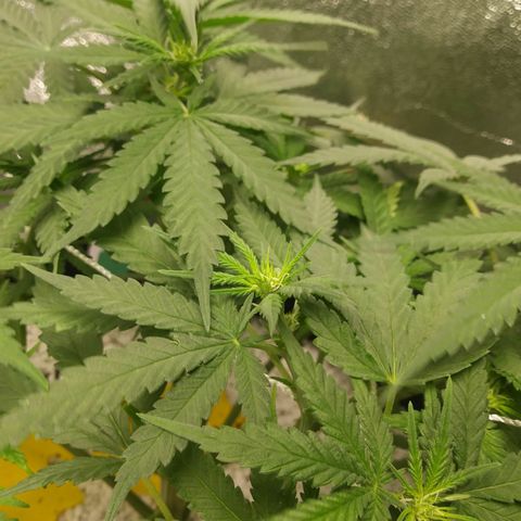 Pineapple Express growlog timeline photo