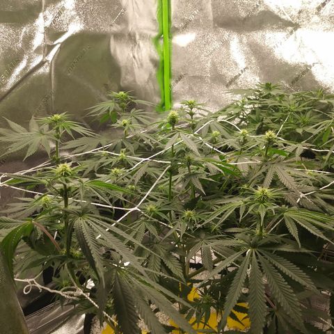 Pineapple Express growlog timeline photo