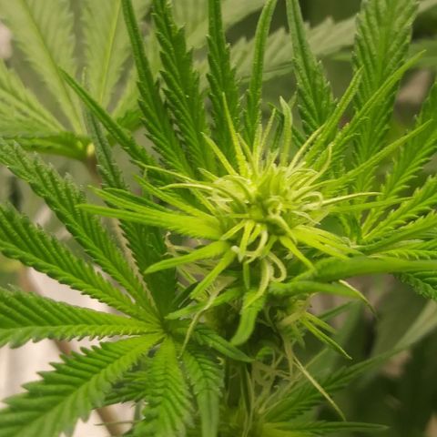Pineapple Express growlog timeline photo