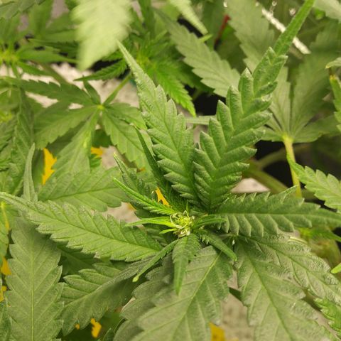 Green Cush growlog timeline photo