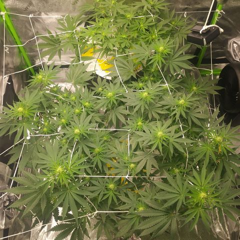 Pineapple Express growlog timeline photo