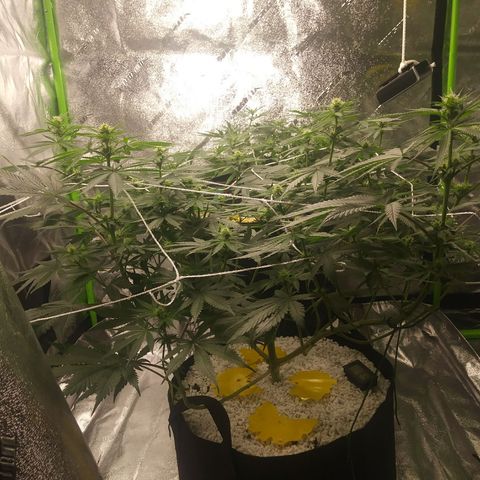 Pineapple Express growlog timeline photo