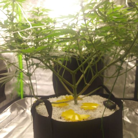 Pineapple Express growlog timeline photo