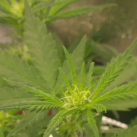 Green Cush growlog timeline photo