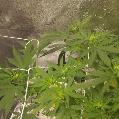 Green Cush growlog timeline photo