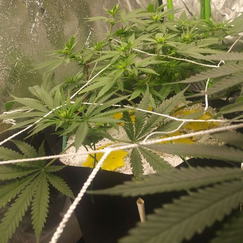 Green Cush growlog timeline photo