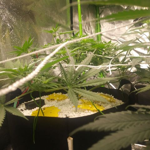 Green Cush growlog timeline photo