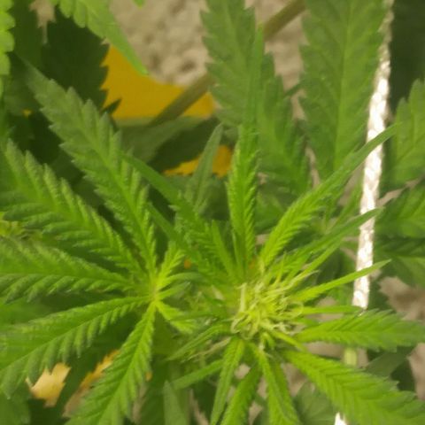Green Cush growlog timeline photo