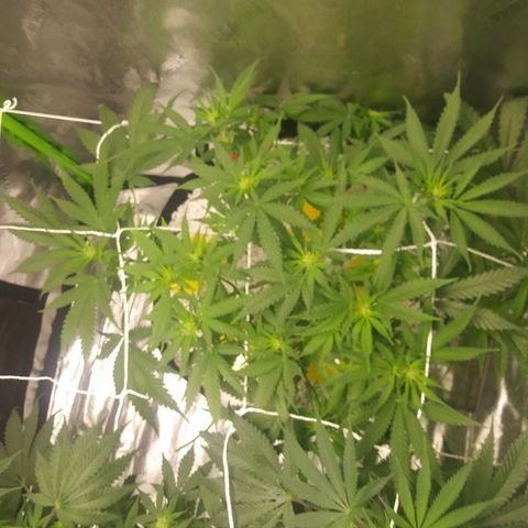 Green Cush growlog timeline photo