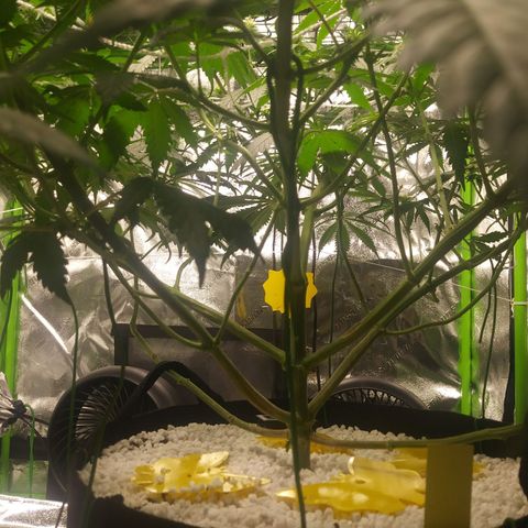 Pineapple Express growlog timeline photo