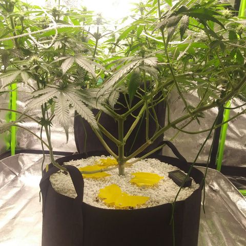 Pineapple Express growlog timeline photo