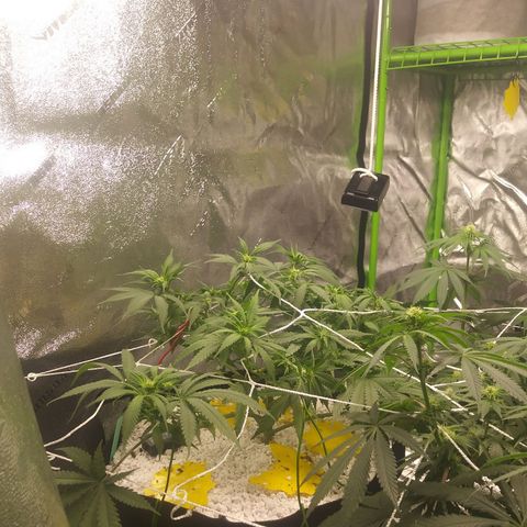 Pineapple Express growlog timeline photo