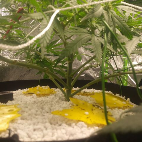 Green Cush growlog timeline photo