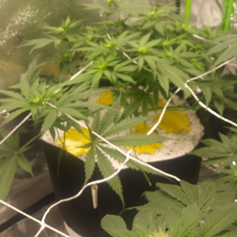 Green Cush growlog timeline photo