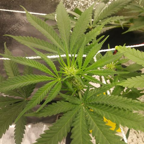 Green Cush growlog timeline photo