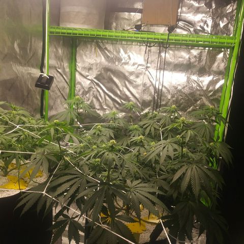 Pineapple Express growlog timeline photo