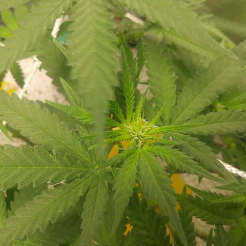 Green Cush growlog timeline photo