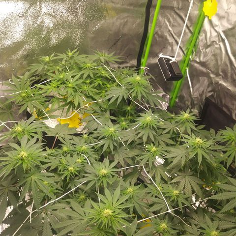 Pineapple Express growlog timeline photo