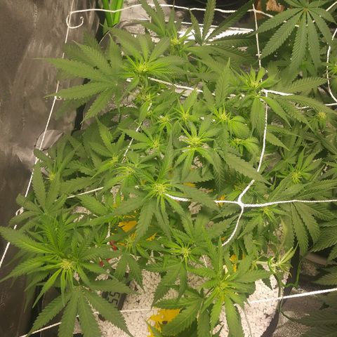 Green Cush growlog timeline photo