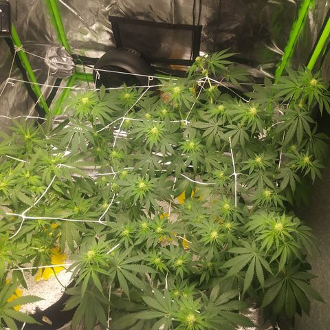 Pineapple Express growlog timeline photo