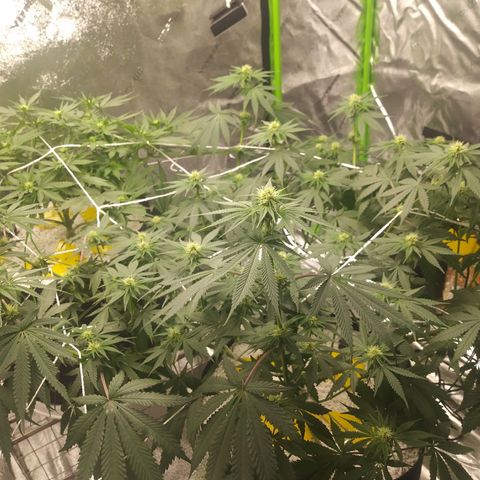 Pineapple Express growlog timeline photo