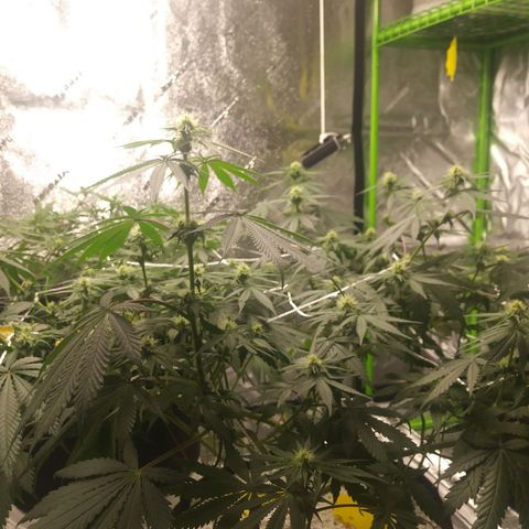 Pineapple Express growlog timeline photo
