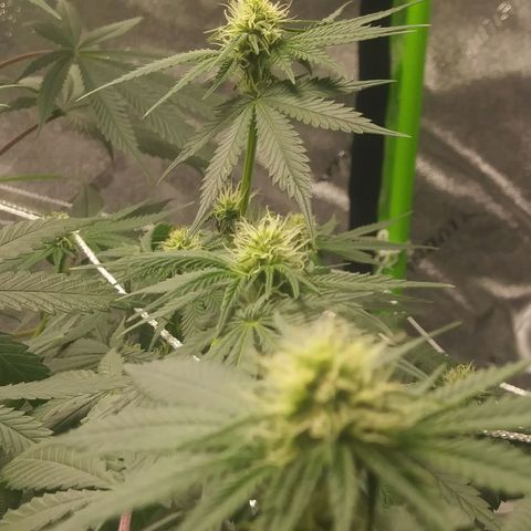 Pineapple Express growlog timeline photo