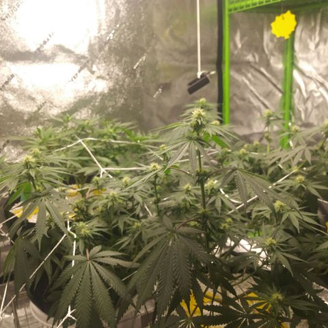 Pineapple Express growlog timeline photo