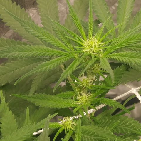 Pineapple Express growlog timeline photo